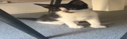 Mixed Breed cats for sale: 4 Kittens for Sale. Ready for Their Forever Homes - Advert 7