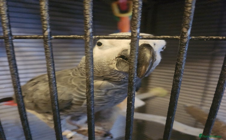 Parrots birds - Advert 3