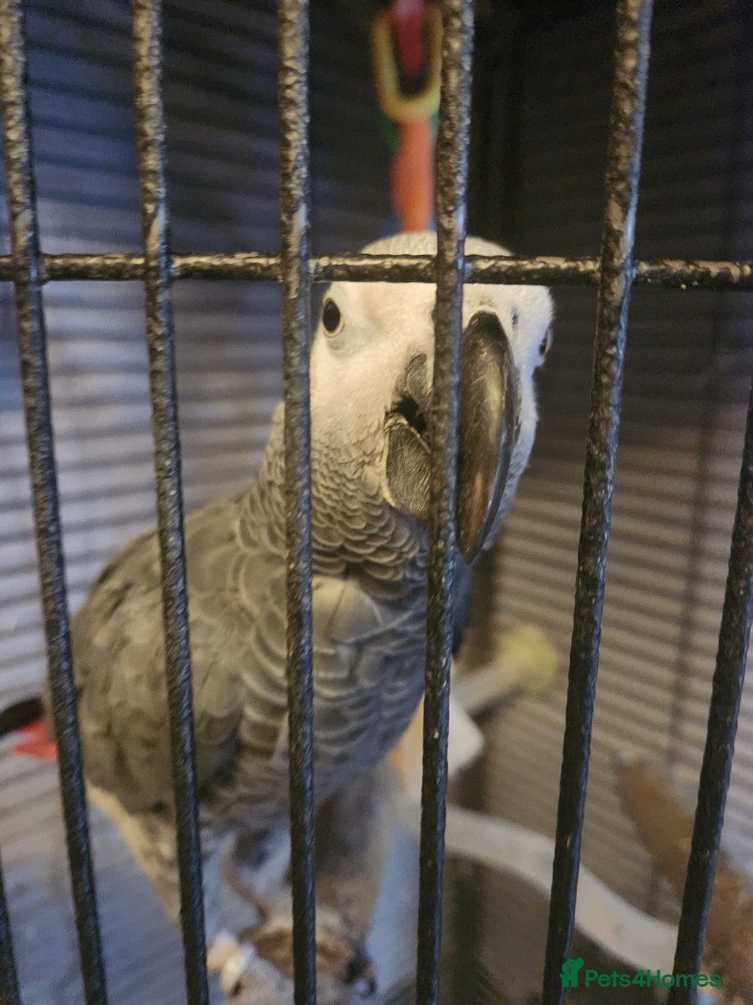 Parrots birds for sale: African grey parrot  - Image 1