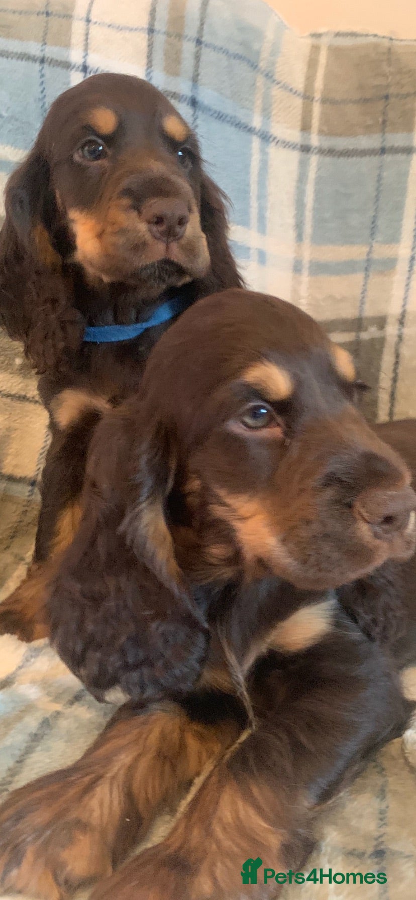 Cocker Spaniel dogs Show type cocker spaniel puppy’s  - Advert 1