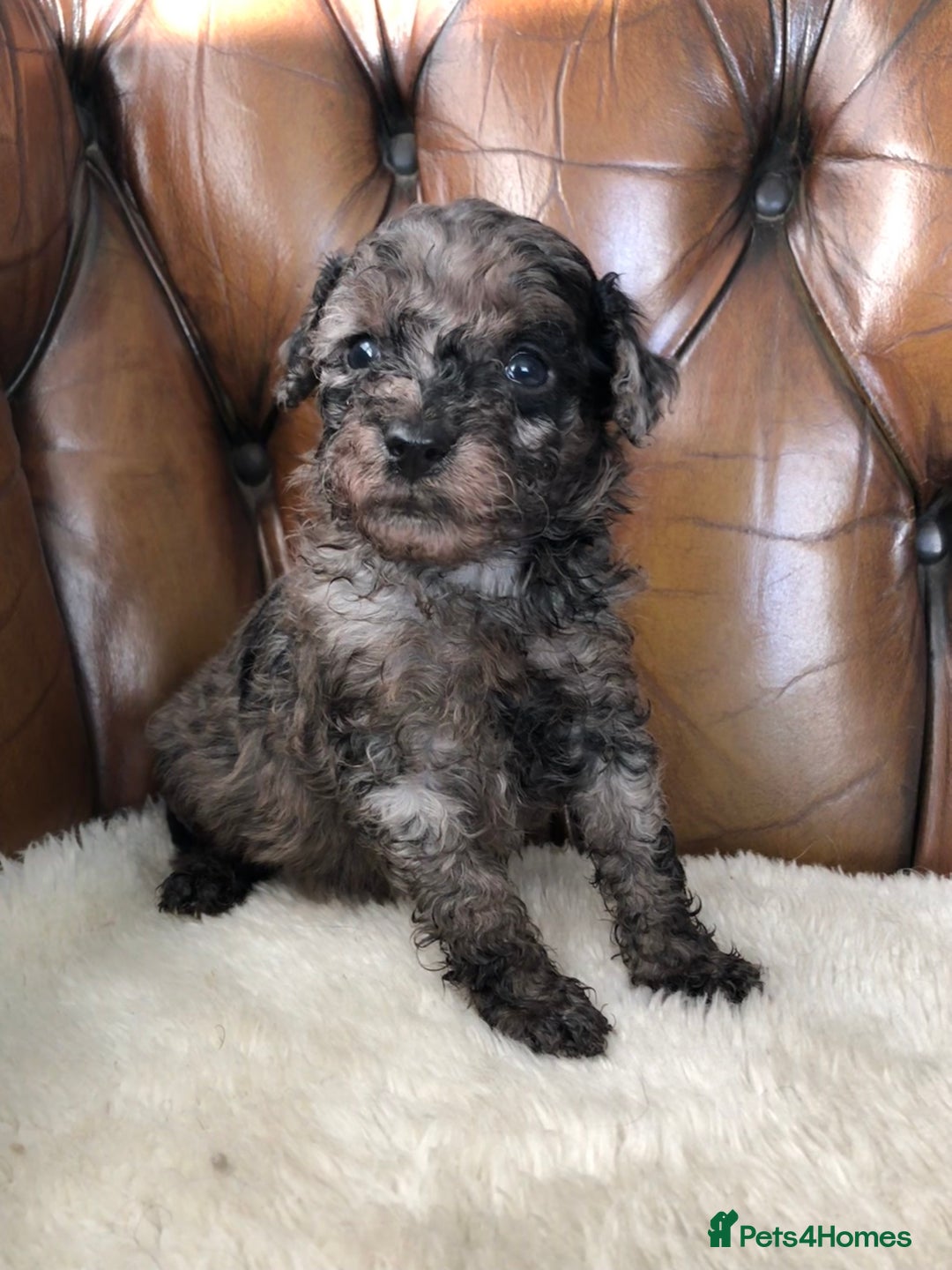 Labradoodle dogs for sale: Miniature Curly-Coated Teddybear Labradoodles  - Advert 23