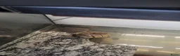 Turtle reptiles for sale: 3x musk turtle and tank  - Advert 1