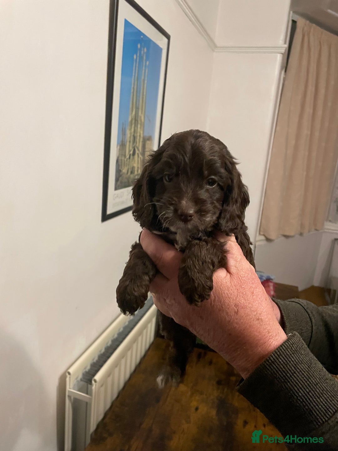 Cockapoo dogs for sale: Cockapoo puppies - Image 17