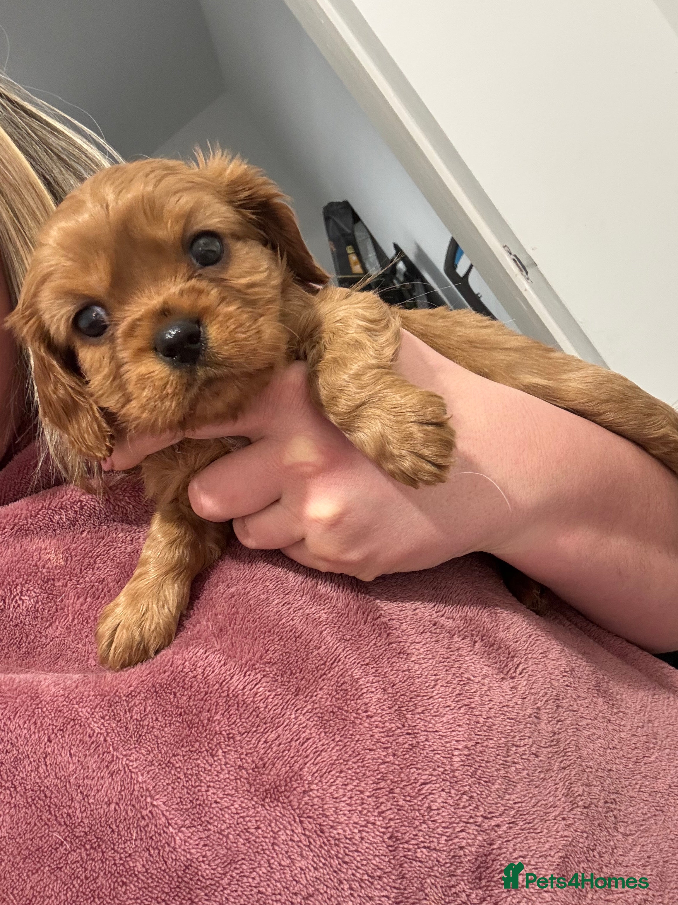 Cavalier King Charles Spaniel dogs Male King Charles Cavalier Puppies 🩵💙 - Advert 1