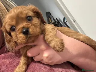 Cavalier King Charles Spaniel dogs Male King Charles Cavalier Puppies 🩵💙 - Advert 1