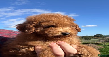 Miniature Poodle dogs - Advert 11