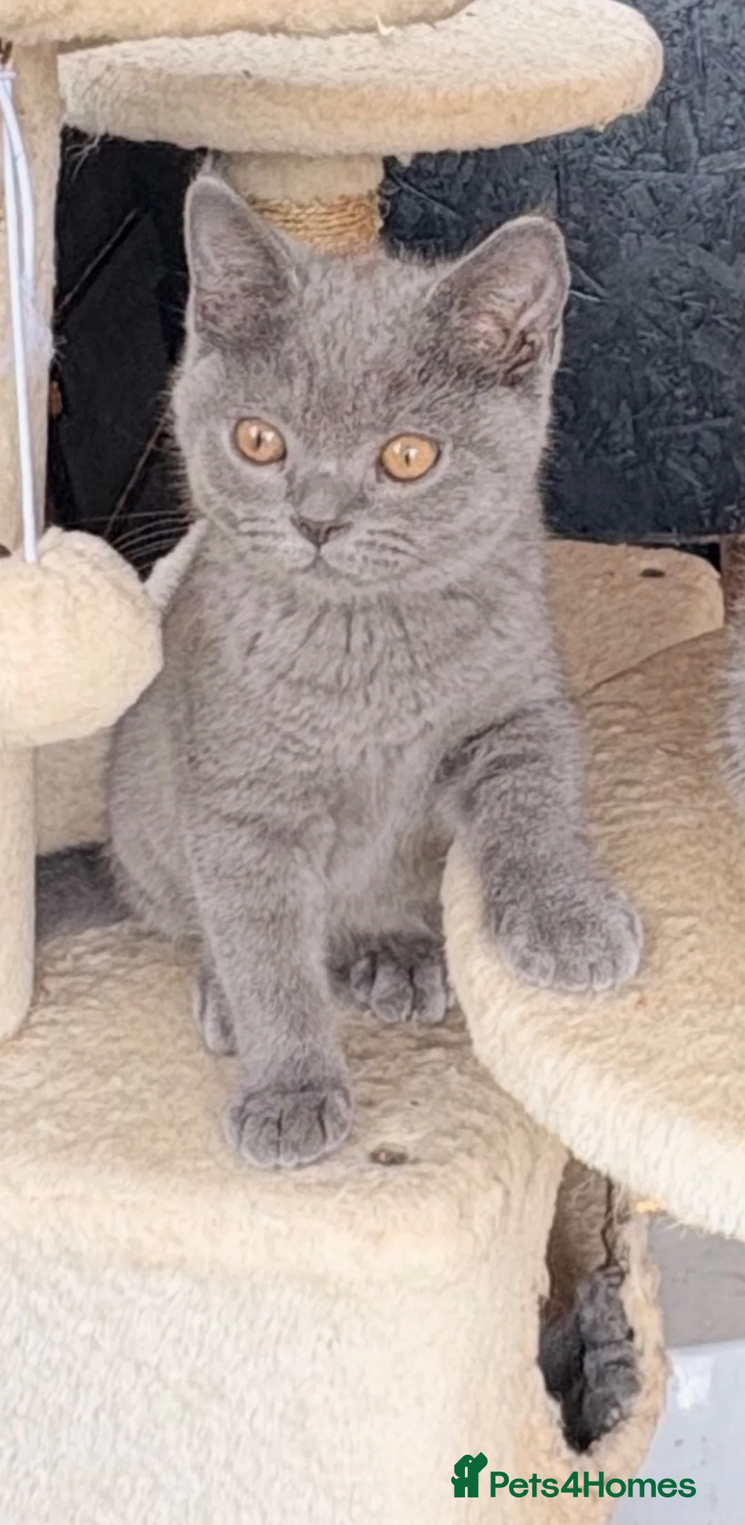 British Longhair cats for sale: British long hair kittens  - Advert 1