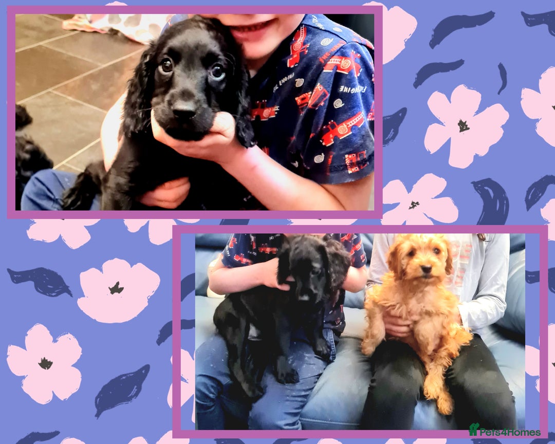 Cockapoo dogs for sale: READY TO LEAVE 4TH OF DECEMBER - Advert 21