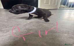 Mixed Breed dogs for sale: Cane Corso x American Bulldog puppies  - Image 8