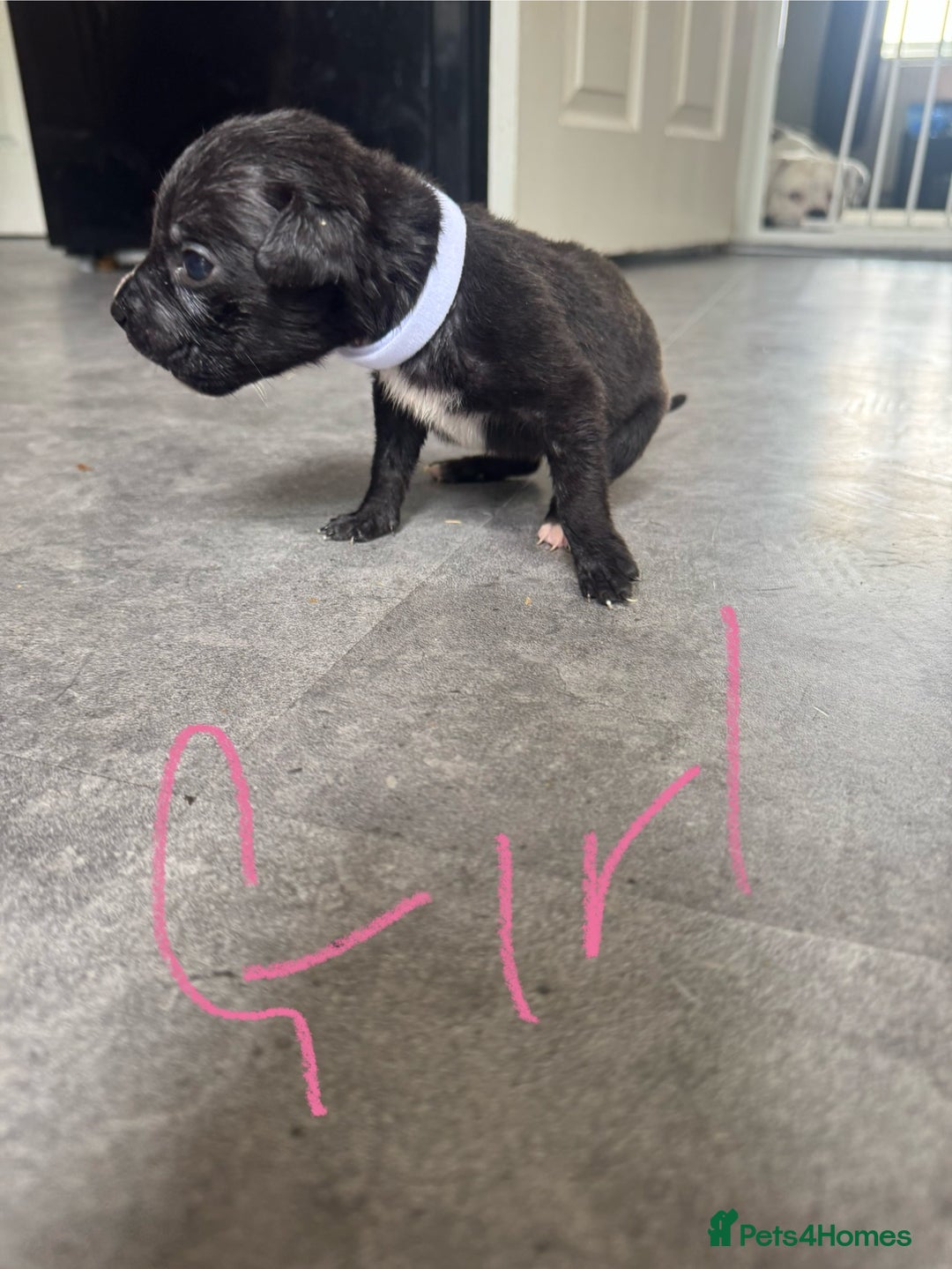 Mixed Breed dogs for sale: Cane Corso x American Bulldog puppies  - Image 8