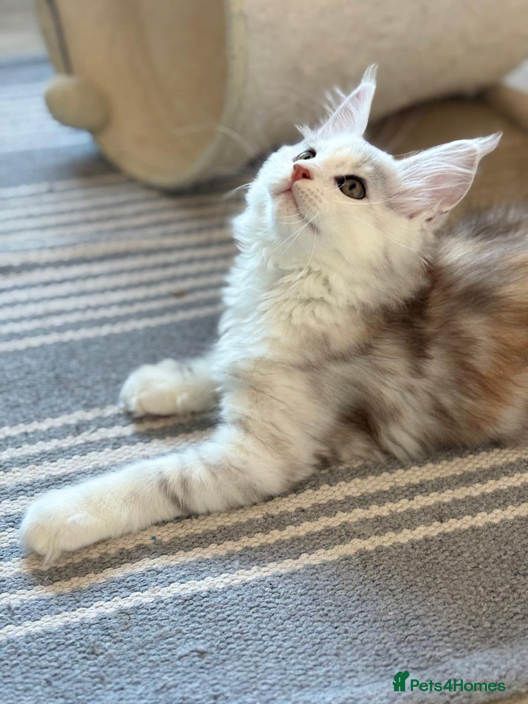 Maine Coon cats for sale: XL Maine Coon Kittens for Sale – TICA Reg - Advert 7