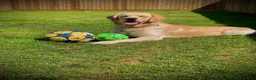 Golden Retriever dogs for stud: Beautiful KC-Reg Golden Retriever Stud (proven) - Advert 23