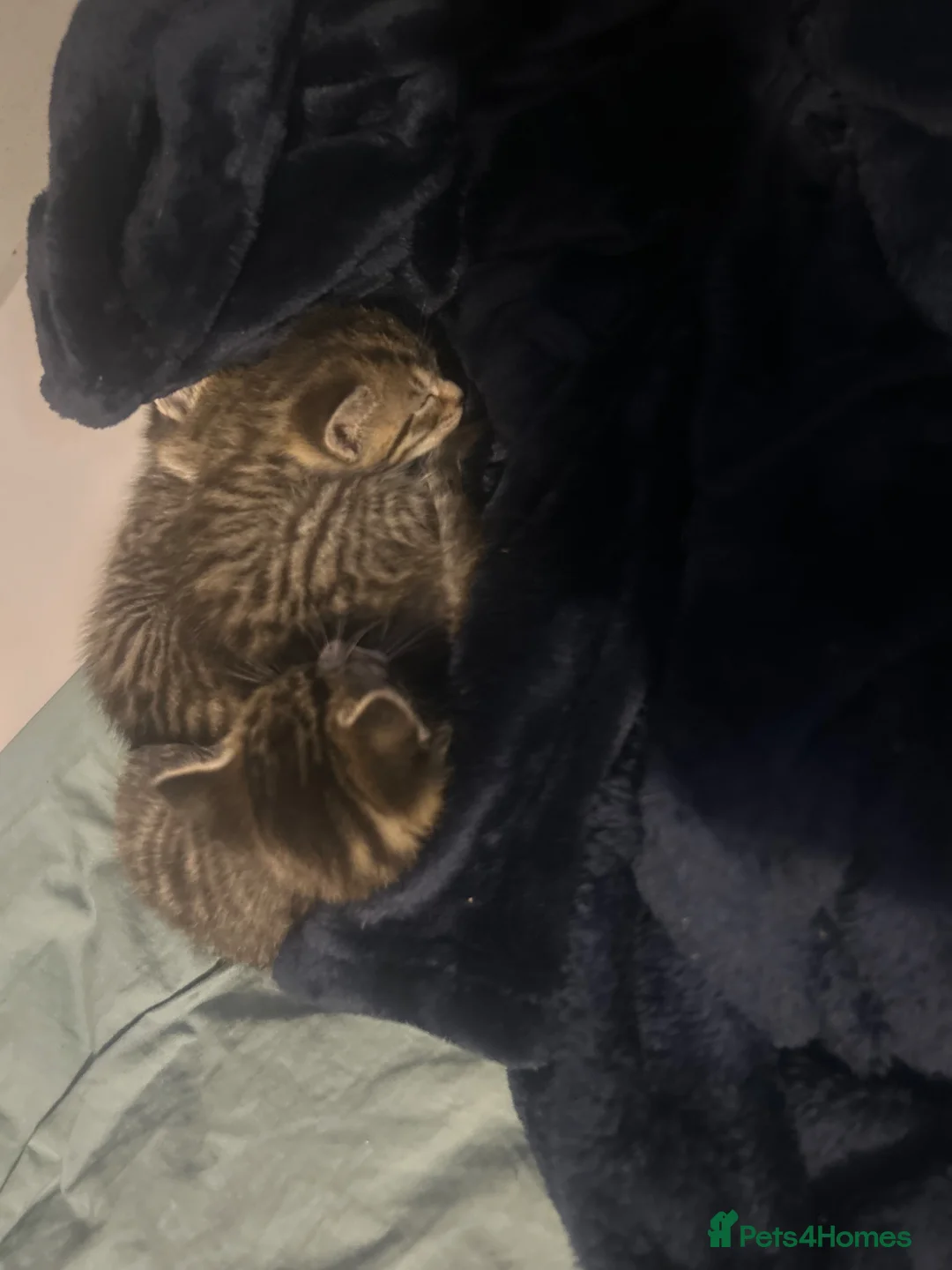 Mixed Breed cats for sale: 3 beautiful kittens  - Advert 2