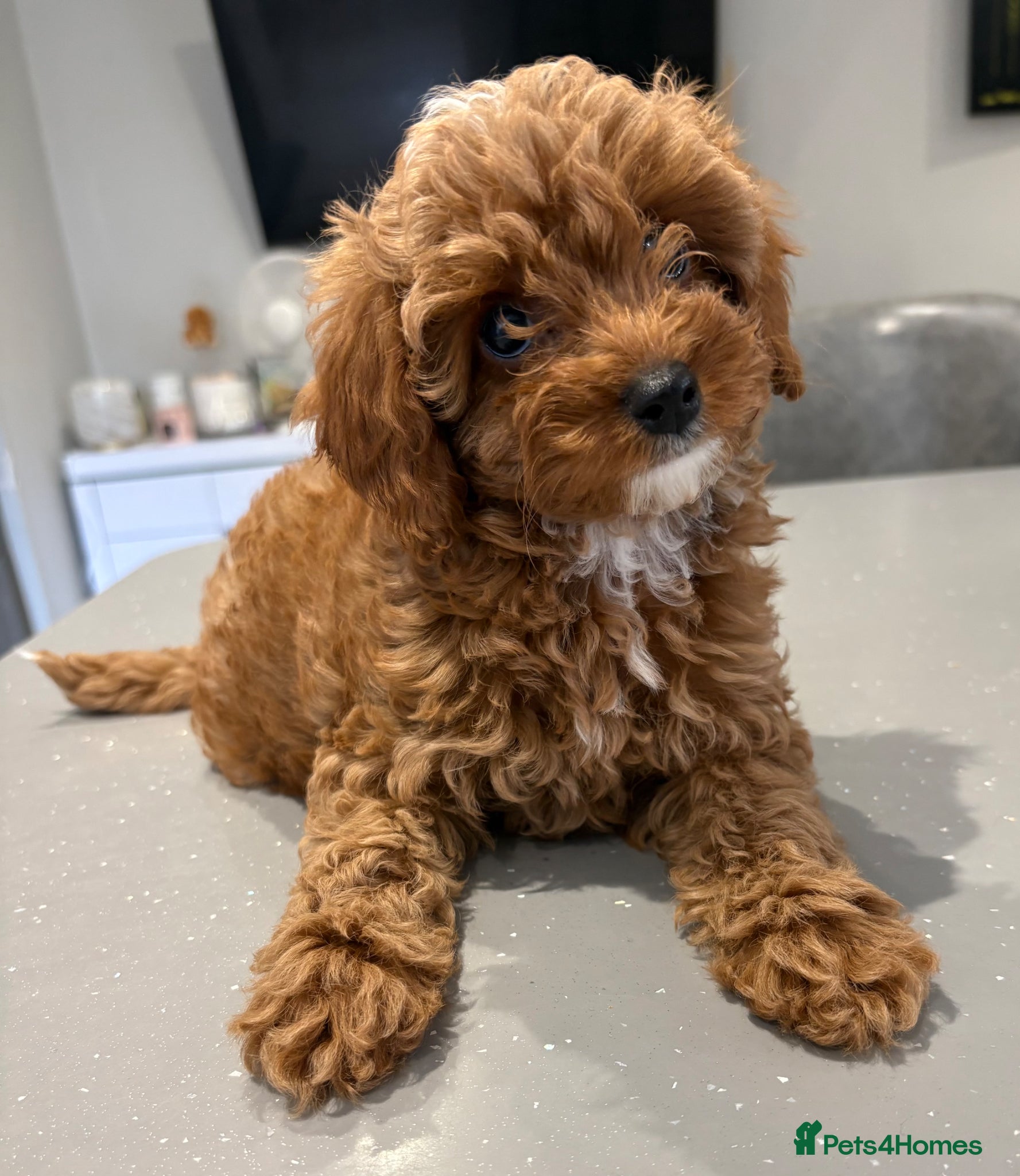 Cavapoo dogs TOY CAVAPOO GIRL. Health tested and training begun - Advert 4