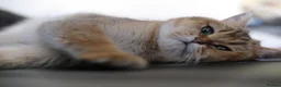British Shorthair cats for sale: 🌟 Stunning Golden Queen–TICA ACTIVE Registered 🌟 - Advert 10