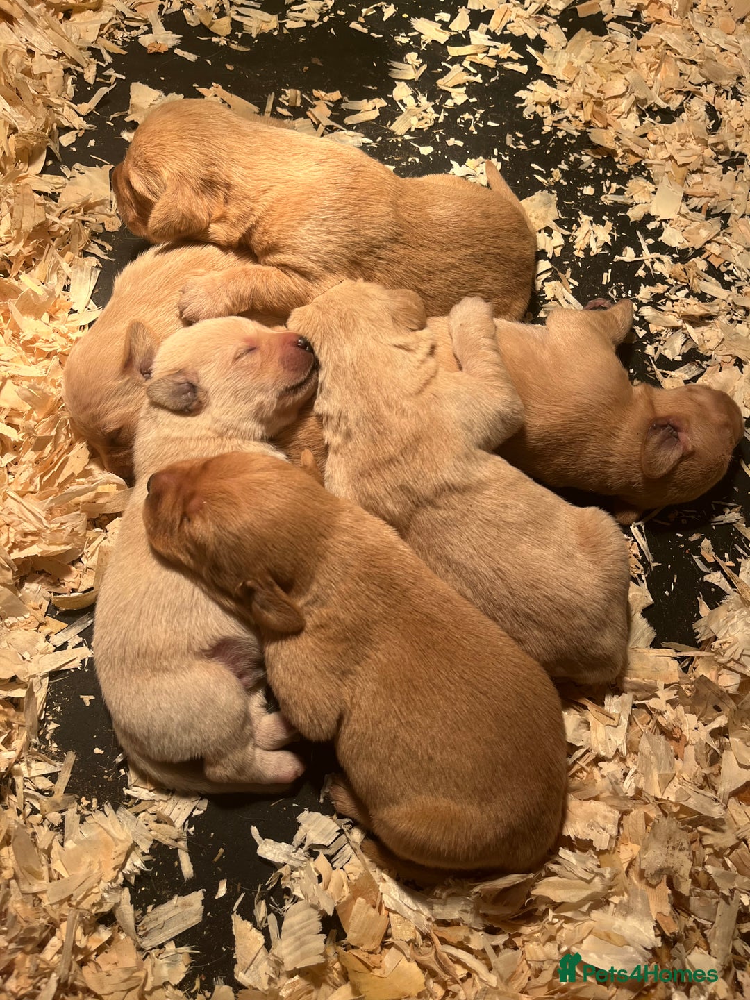 Labrador Retriever dogs for sale: KC Registered Labrador Puppies for Sale - Advert 21