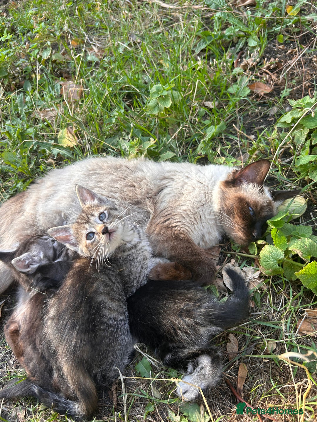 Ragdoll cats for sale: Ragdoll cross kittens (two available) - Image 7