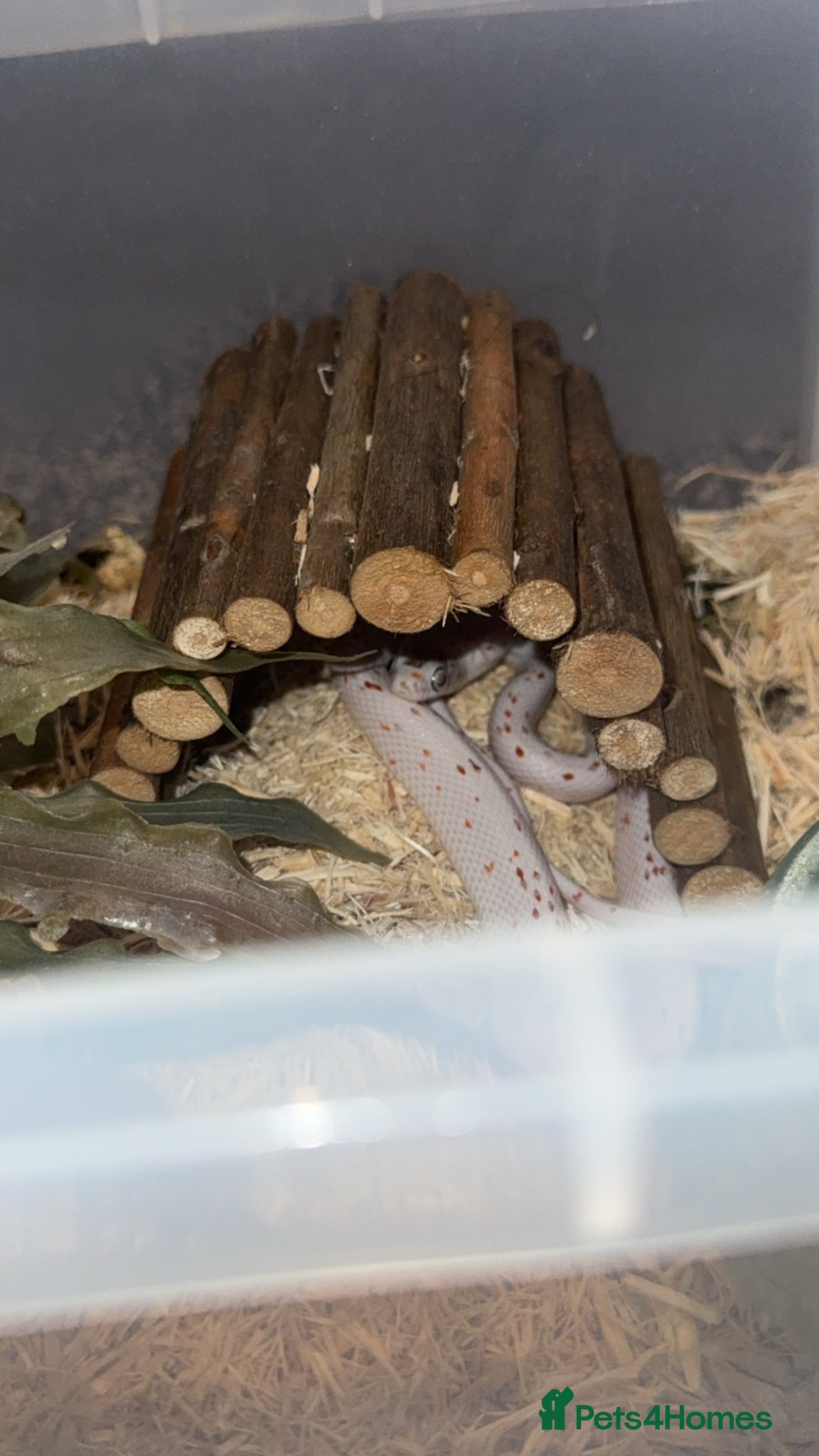 Corn Snake reptiles Two corn snakes  - Advert 1