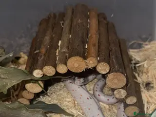 Corn Snake reptiles for sale: 3 x corn snakes all different morphs - Advert 2