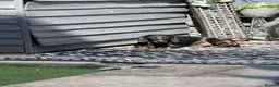 Dachshund dogs for stud: Mr Prince Ben  - Advert 10