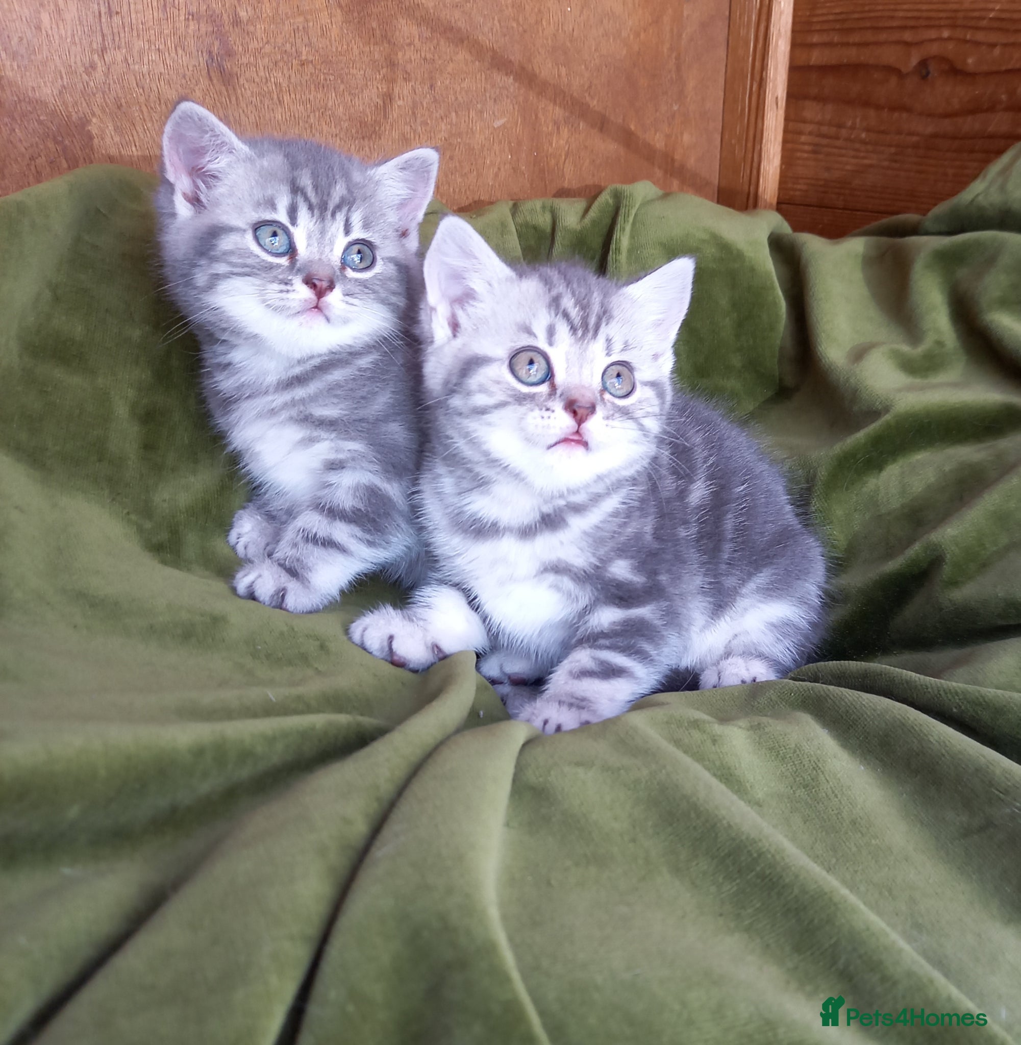 British Shorthair cats Super GCCF registered kittens  - Advert 1
