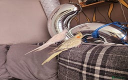 Cockatiels birds for sale: 2 cockatiels for sale - Image 3
