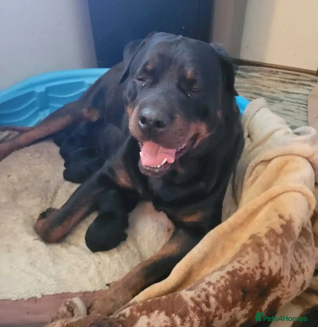 Rottweiler dogs for sale: Perfect Rotties pups for cute families/persons - Advert 6
