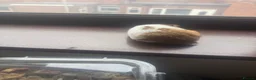 Hamster rodents for sale: Syrian hamster free to a good home  - Advert 21