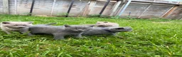 British Shorthair cats for sale: Gorgeous Cream and Lilac British Shorthairs - Advert 5
