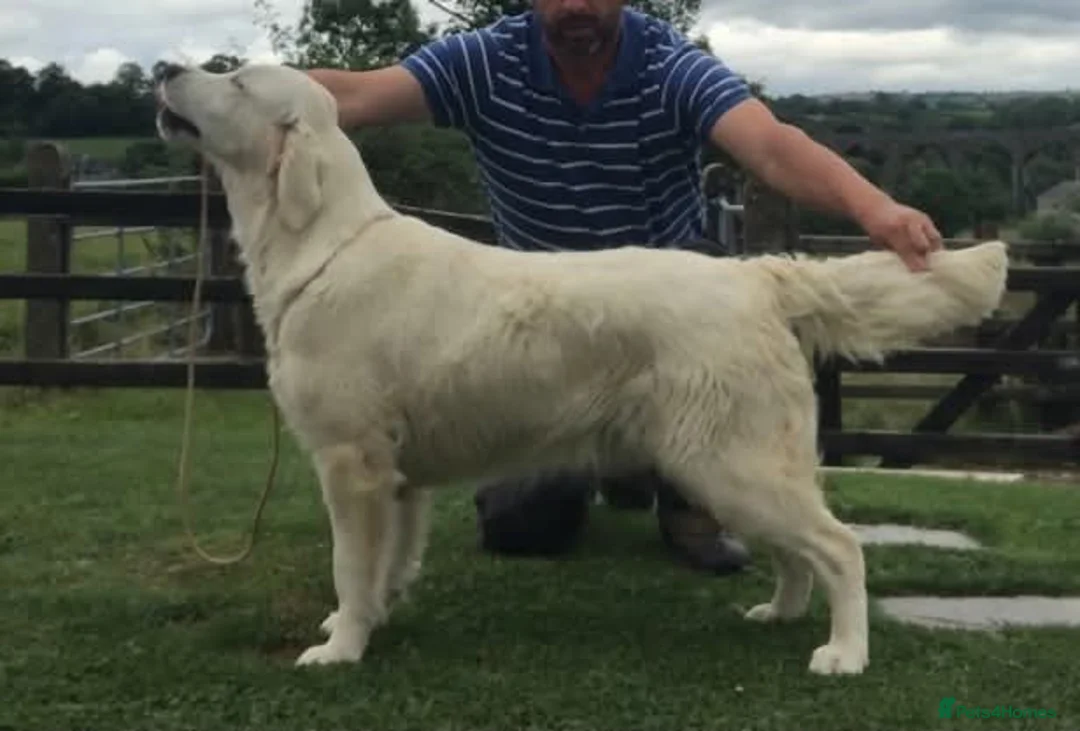 Golden Retriever dogs for sale: (N. Ireland) Pedigree Golden Retriever pups  - Advert 1