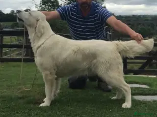 Golden Retriever dogs (N. Ireland) Pedigree Golden Retriever pups - Advert 10