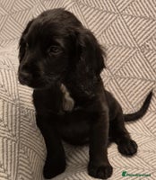 Cocker Spaniel dogs Exceptional KC Reg Working Cocker Spaniel Puppies - Advert 6