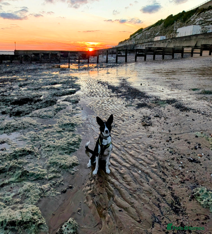 Mixed Breed dogs in Huntingdon - Advert 9