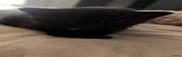 British Shorthair cats for sale: Black kittens 🐈‍⬛  - Advert 3