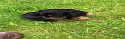Cavalier King Charles Spaniel dogs for sale: Cavalier King Charles puppies  - Advert 20