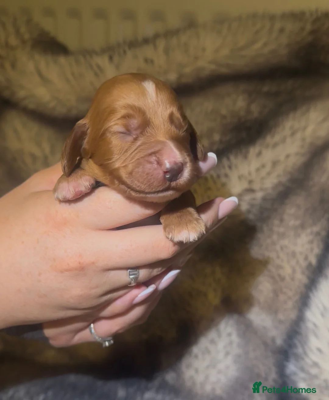 Cocker Spaniel dogs for sale: Kc reg working cocker puppies **health tested - Advert 2