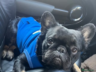 French Bulldog dogs - Advert 16