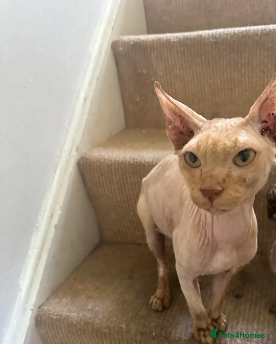 Sphynx cats for adoption: Male 200 - Advert 3