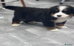 Bernese Mountain Dog dogs for sale: Fluffy Bernese Mountain Dog Girl Puppy - Image 3