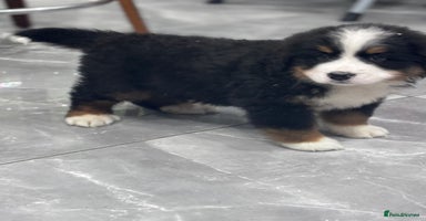 Bernese Mountain Dog dogs - Advert 7