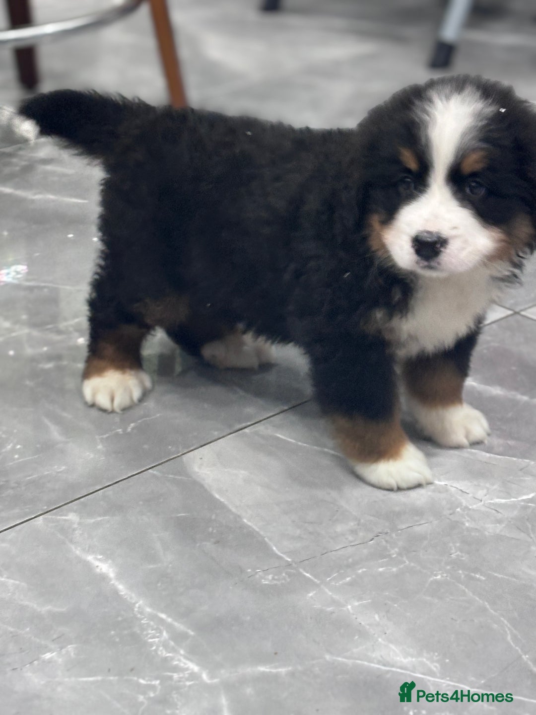 Bernese Mountain Dog dogs for sale: Fluffy Bernese Mountain Dog Girl Puppy - Image 3