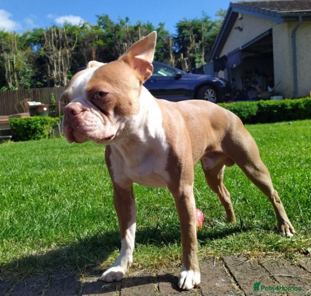 Boston Terrier dogs for stud:  stud  lilac boy  health tested in Accrington - Advert 1