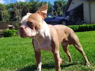 Boston Terrier dogs stud lilac boy health tested in Accrington - Advert 1