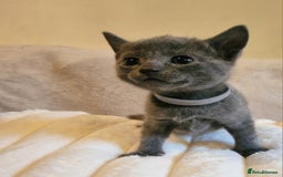 Russian Blue cats for sale: 5 stunning baby blues  - Image 3
