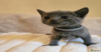 Russian Blue cats - Advert 6