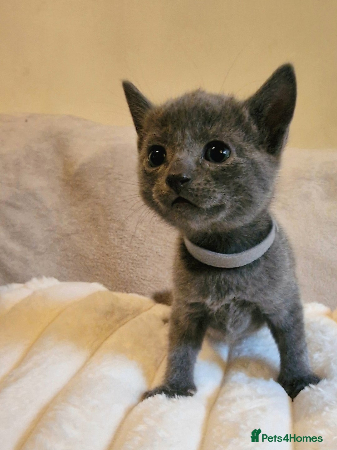 Russian Blue cats for sale: 5 stunning baby blues  - Image 3