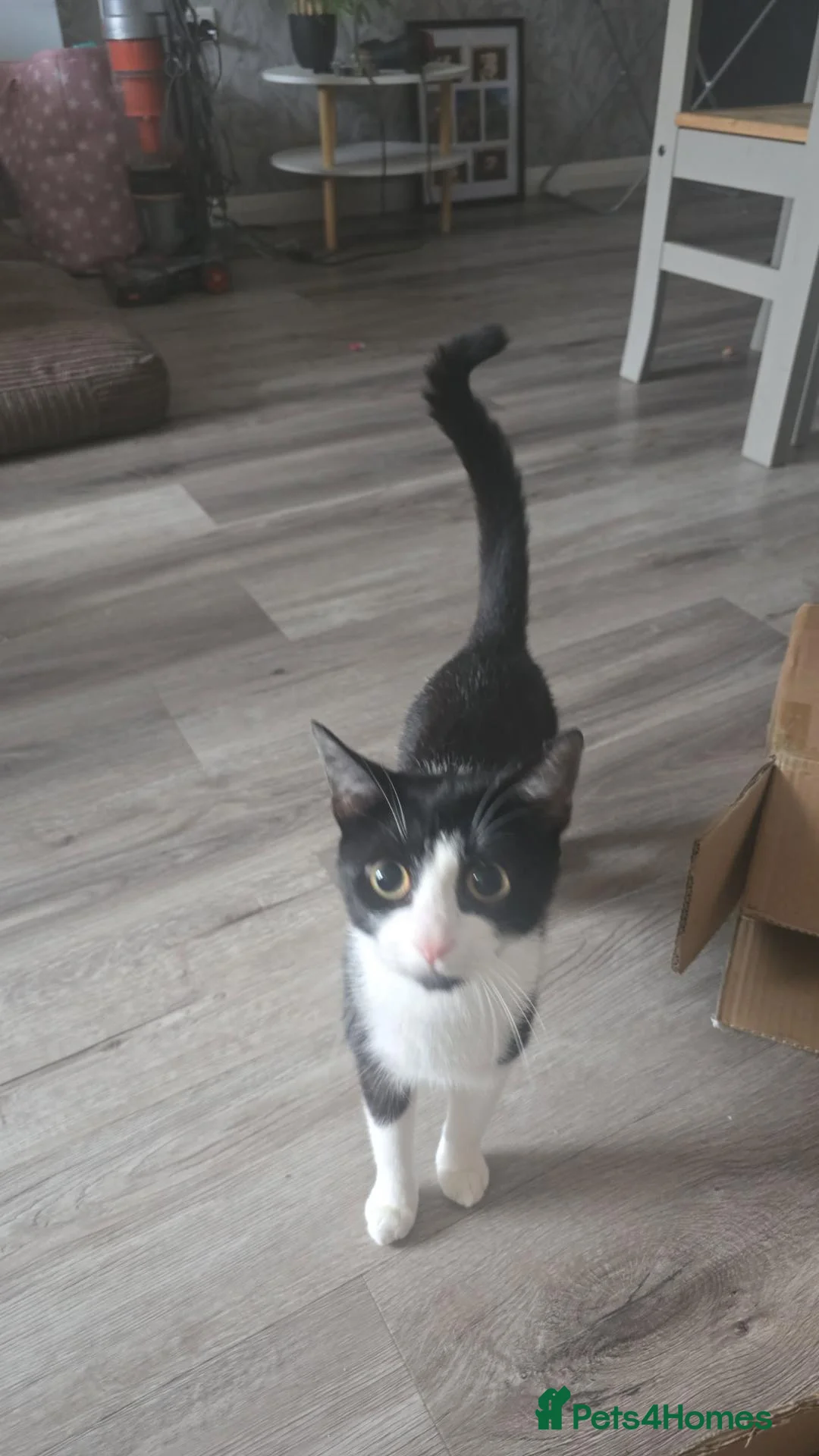 British Shorthair cats for sale: Female tuxedo cat - Advert 2