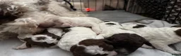Lagotto Romagnolo dogs for sale: Italian water dog /lagotto romagnolo  - Advert 16