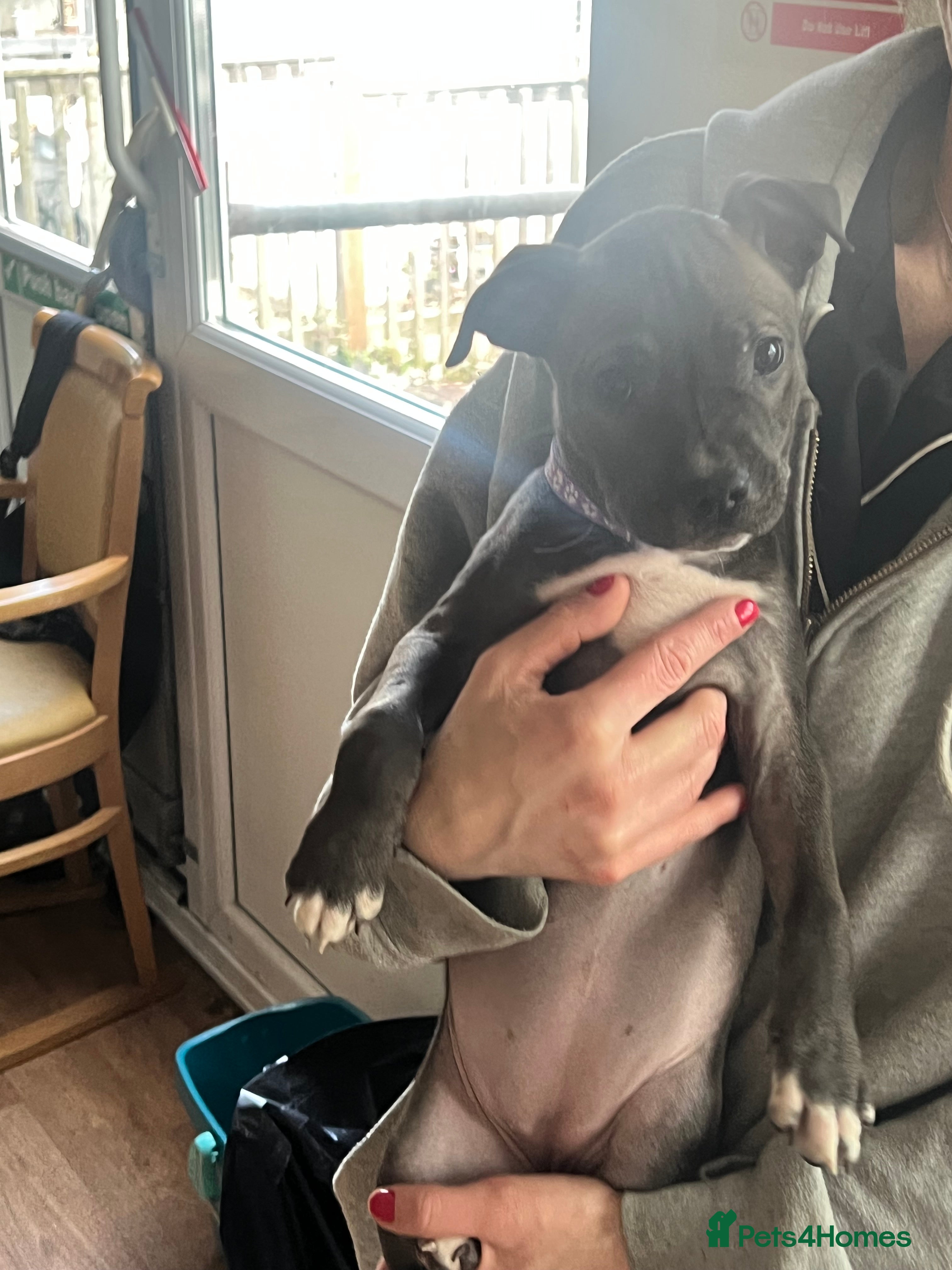 Mixed Breed dogs for sale:  Rare Brutale bloodline 🔥Staffyxhusky puppies 🔥 - Advert 30