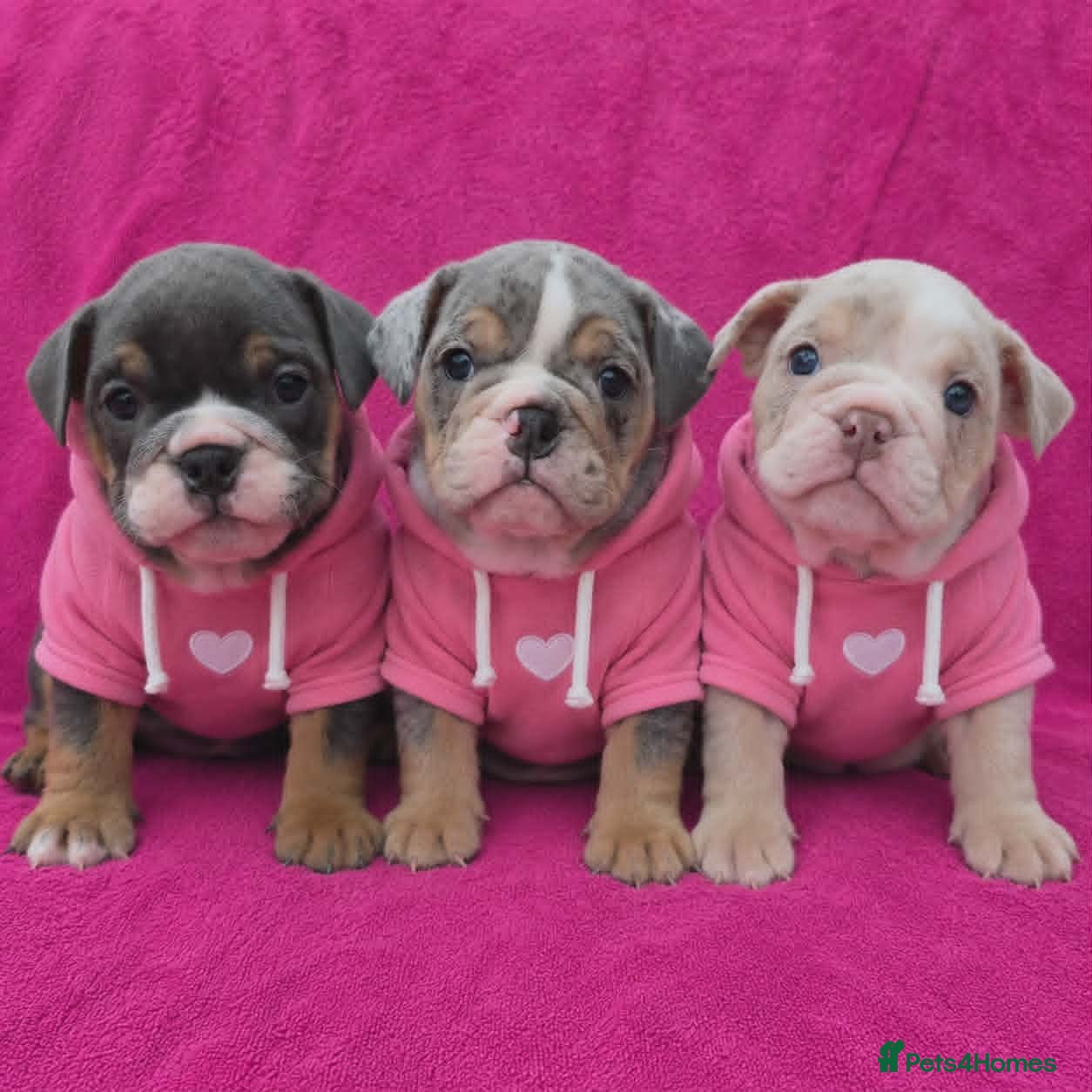 English Bulldog dogs Beautiful litter of English Bulldogs - Advert 1